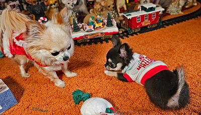 My Toy or Yours? 12-25-24