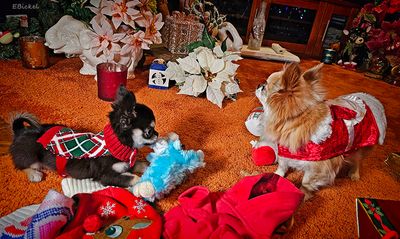 In a Christmas Mood 12-25-24