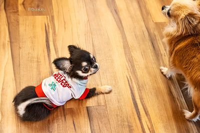 Puppy Cute 12-25-24