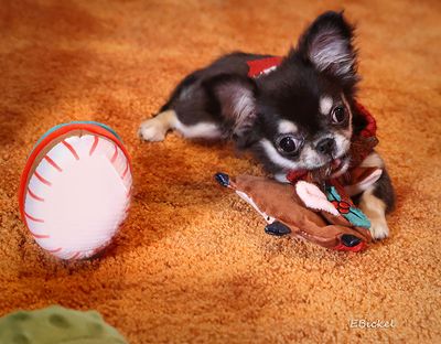 Love the New Toys 12-25-24