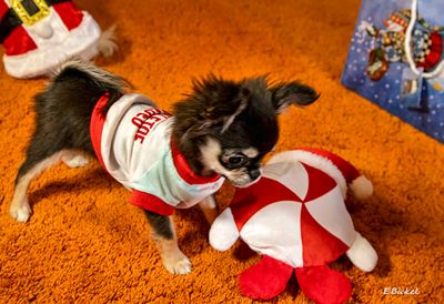 Tara's First Christmas
