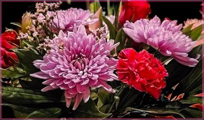 Flowers for Valentine's Day 2-11-25