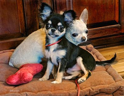 Tara with her Big Sister Chile 1-15-25