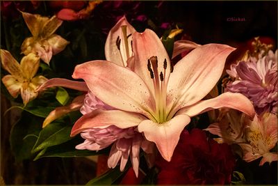 Lily 2-20-25