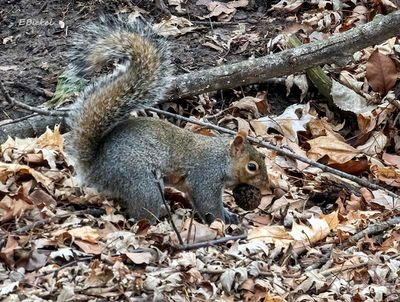 Squirrels