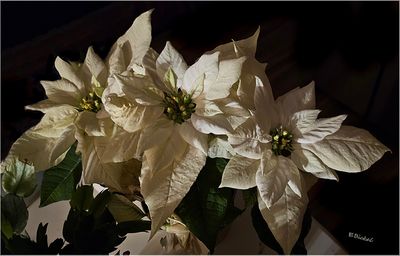 Cream & White Flowers