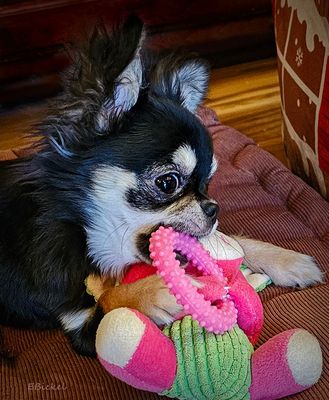 Quiet Playtime 3-01-25