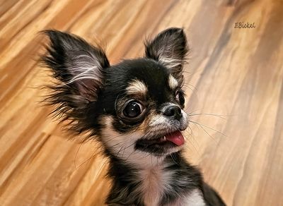 18 Weeks Old 1-20-25