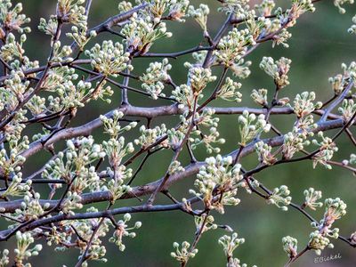 Spring Equinox 2025