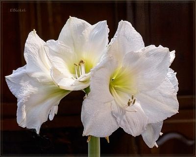 White Candle 1-06-25