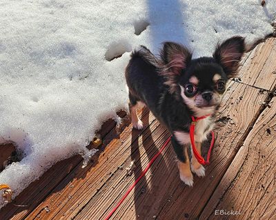 Tara's First Snow
