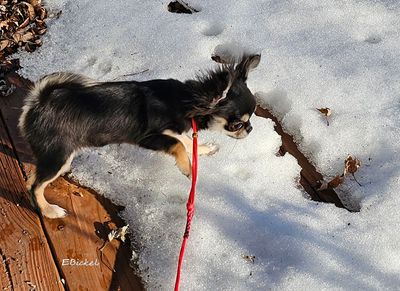 Tara's First Snow