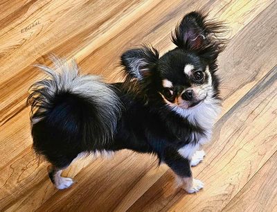 Tara's Older Puppyhood: Six to Nine Months