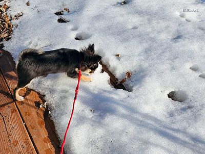 Tara's First Snow
