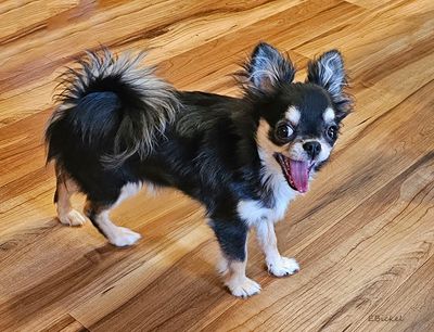 Tara's Older Puppyhood: Six to Nine Months