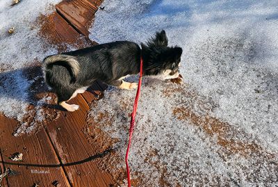 Tara's First Snow