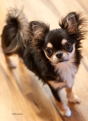 Tara's Older Puppyhood: Six to Nine Months