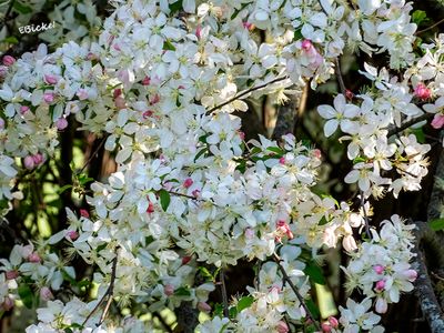 Crab Apple Trees