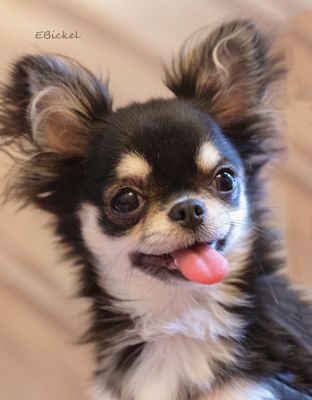 Tara's Older Puppyhood: Six to Nine Months