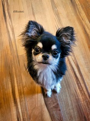 Tara's Older Puppyhood: Six to Nine Months