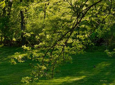 Spring