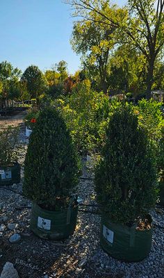 A Couple of Yews 10-18-24