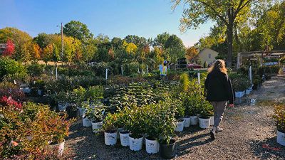 Last Decisions Before Fall Planting 10-18-24