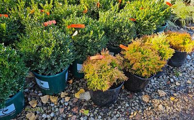 Boxwood and Arborvitae 10-18-24