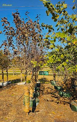 Crab Apples 10-18-24