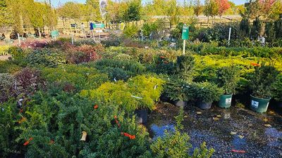 Evergreen Bushes 10-18-24