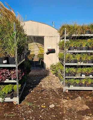 Grasses and Groundcovers 10-19-24