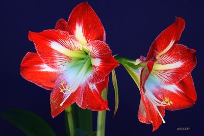 Amaryllis