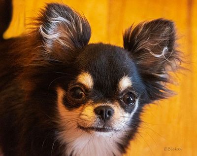 Tara's Older Puppyhood: Six to Nine Months