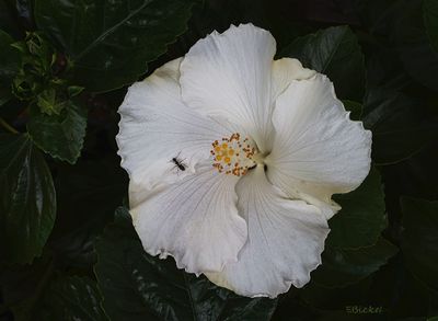 Hibiscus 2023-2025