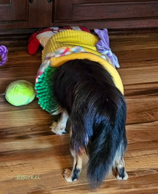 Tara's Older Puppyhood: Six to Nine Months