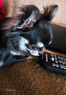 Tara's Older Puppyhood: Six to Nine Months
