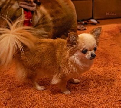Bella at Eight