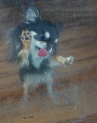 Tara's Older Puppyhood: Six to Nine Months