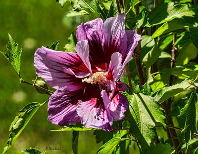 June: The Arrival of Summer