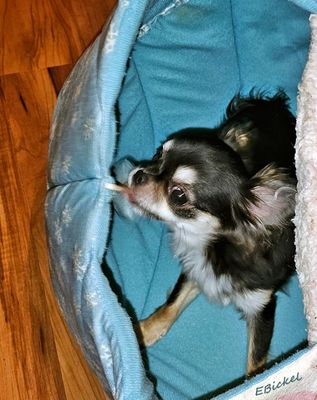 Tara's Older Puppyhood: Six to Nine Months