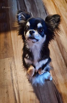 Tara's Adolescence: 9 to 12 Months