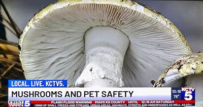 In the Weather News 7-25-25