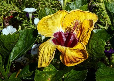 Hibiscus 2023-2025