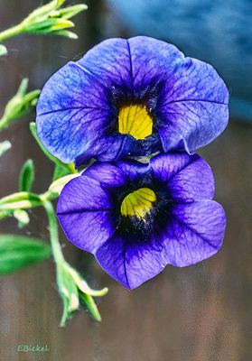 Calibrachoa