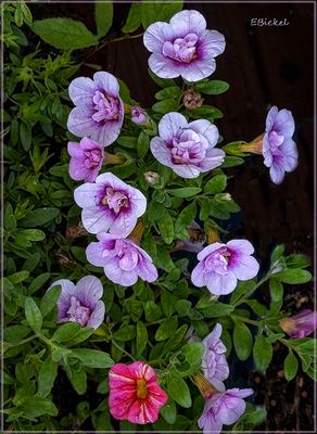 Calibrachoa