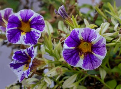 Calibrachoa