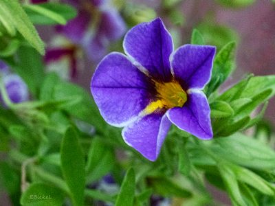 Calibrachoa
