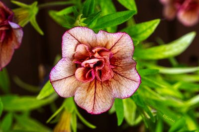 Calibrachoa