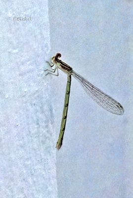 Dragonflies and Damselflies