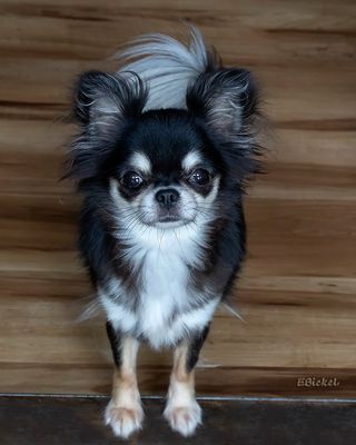 Tara's Adolescence: 9 to 12 Months